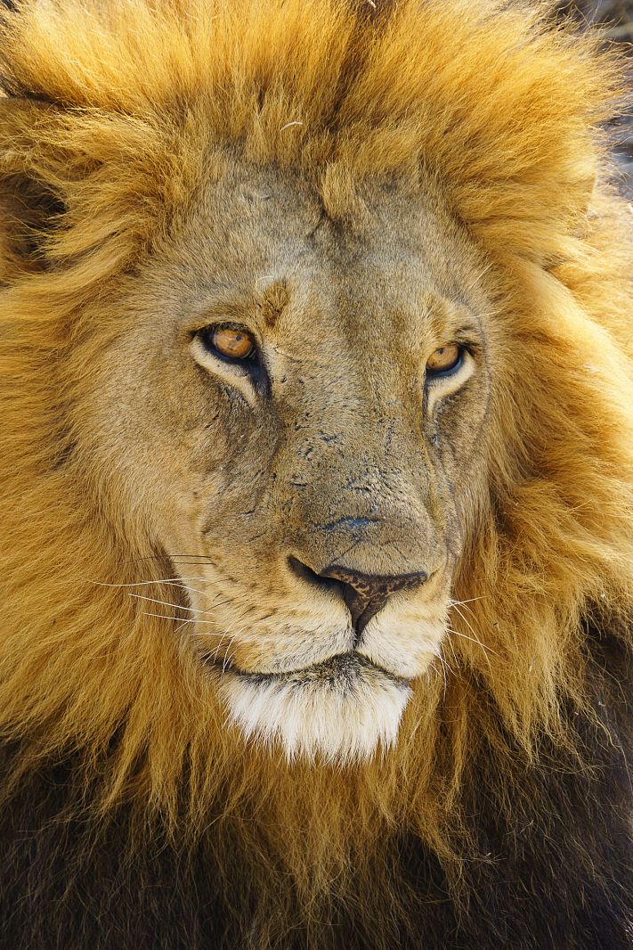Male lion, Moremi Game Reserve, Botswana